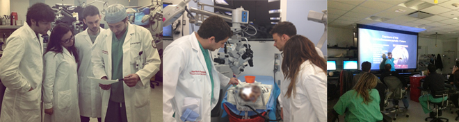 Neuroanatomy Elective for Medical Students