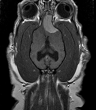 Axial view of a dog with a brain tumor