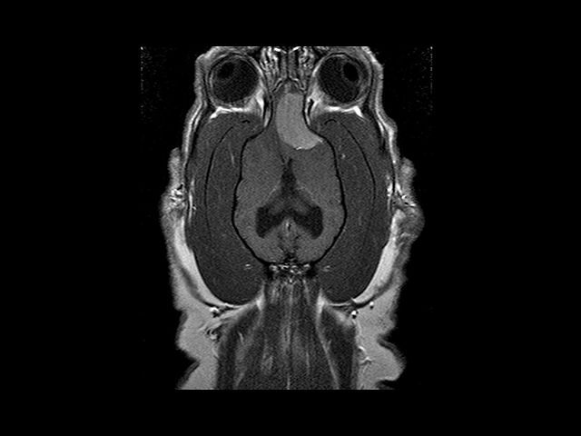 Axial view of a dog with a brain tumor