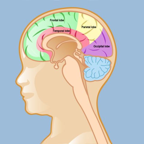 The lobes of the brain