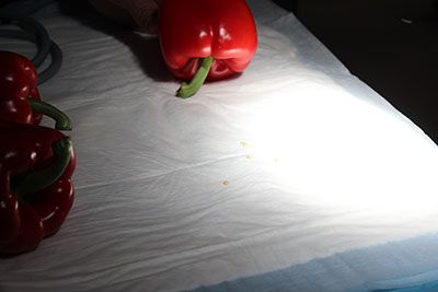 Tiny seeds, successfully extracted from the pepper